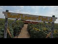 FPV Drone Flies Thru Traders Village Sunflower Field in San Antonio