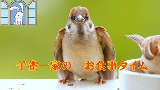 雀の家族 3/30  a family of sparrows