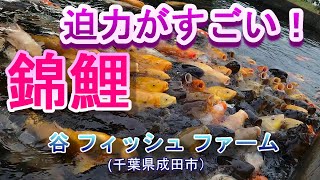 【錦鯉】錦鯉迫力！ 谷養魚場の鑑賞池の鯉に餌を与えました。大きい鯉たちの迫力に思わず後ずさり！