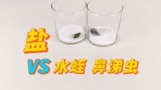 把水蛭和鼻涕蟲同時放到鹽里面，會發生什么呢？