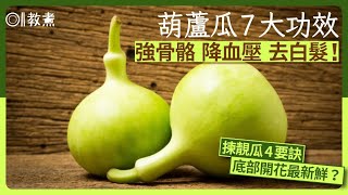 葫蘆瓜營養｜護骨降血壓防白髮7大功效　揀葫蘆瓜4招底要飽滿有花｜01教煮