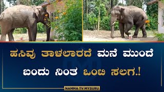 ಹಸಿವು ತಾಳಲಾರದೆ ಮನೆ  ಮುಂದೆ ಬಂದು ನಿಂತ  ಒಂಟಿ ಸಲಗ.!