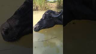 big buffalo is drinking water #short #shortvideo #village #animals #shortsvideo #buffalo