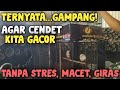 Cara Paling Aman, Nyaman, Mudah Untuk Cendet  Gacor Anti Stress, Macet, Glabakan