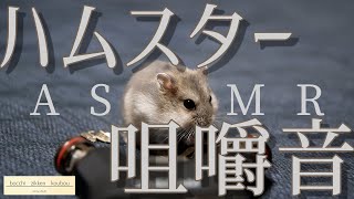 【咀嚼音ASMR】ハムスター咀嚼音ASMR【ハムスターASMR＃2】