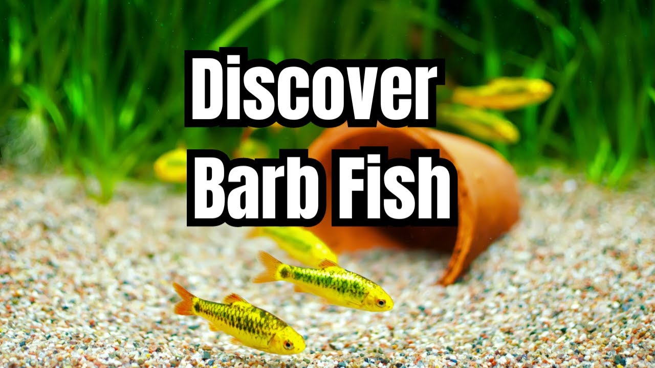 Fabulous Fish: The Top 12 Types Of Barbs - YouTube