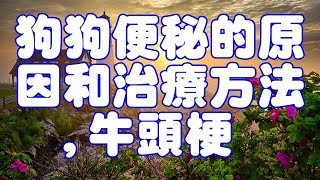 狗狗便秘的原因和治療方法,牛頭梗