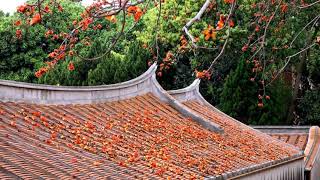 卜吉地而居 │金門國家公園│Kinmen National Park