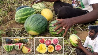 Watermelon Variances | ஆறு வகையான தர்பூசணிகள் |