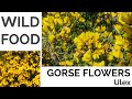 Gorse (Flowers) Foraging - UK Foraging and Wild Food Guide