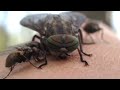 hybomitra horse fly