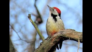 860. Strakapoud prostřední, Middle Spotted Woodpecker, Mittelspecht, Средний пёстрый дятел