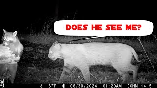 2 Hour MEGA Trail Cam Compilation - SHOCKING CLIPS