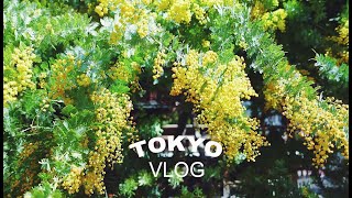 VLOG｜蔵前散歩｜ミモザの名所