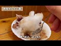 【沖縄グルメ🌴】沖縄のド定番を楽しんだ日｜３日目｜美ら海水族館｜きしもと食堂｜新垣ぜんざい屋｜沖縄そば🍜｜シュノーケル🐠