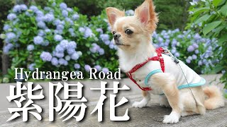 【犬 Vlog】チワワと旅した。とある田舎の絶景スポットと紫陽花ロード