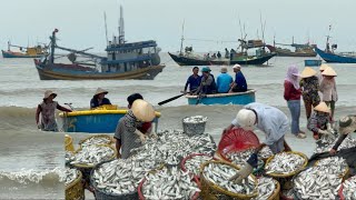 TRỜI MƯA BIỂN LONG HẢI NGƯ DÂN BỘI THU CÁ TRÍCH ,CÁ HỐ VÀ BẠC MÁ