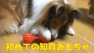 【シェルティ】初めての知育おもちゃ【長門】