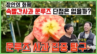 장안의 화제 문루즈 단점은 없을까? 속빨간 사과 집중 탐구