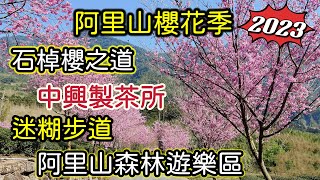 【2023阿里山區賞櫻景點】石棹櫻之道｜中興製茶所｜迷糊步道｜頂湖｜阿里山賓館 1913舊事館(讓你秒回50年代)｜阿里山森林遊樂區