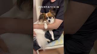 ぱぱに甘えるパピヨン🐶のハナちゃん✨