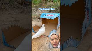 Mantap nih #pigeon #birds #animals