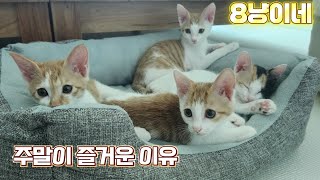 고양이 집사가 주말을 기다리는 이유