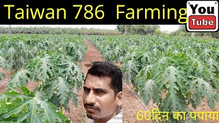 Taiwan786 Red lady Papaya Farming | ताइवान पपीता खेती | पपई व्हायरस फवारणी #पपई शेती