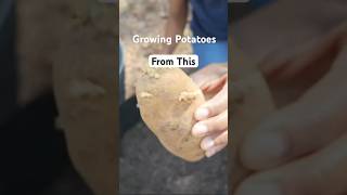 From Scraps to Spuds: Watch the Transformation! #garden  #growyourownfood #amazing