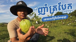 ជិះម៉ូតូវិលល្ងាចទៅភ្នំវល្លិបេះត្របែកញាំស្រស់ៗនៅចម្ការ | Motocycling 135km to eat fresh GAVA at Kep