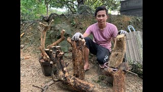 Semaian keratan besar bunga kertas/bougainvillea / percubaan buat bonsai