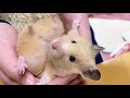 大人になってもカワイイ♡ キンクマハムスター hamster