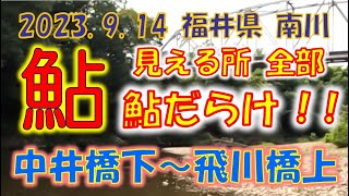 2023年 9月 14日 福井県 南川　中井橋下流～飛川橋上流