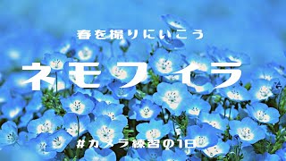 ネモフィラを撮りに行こう🌼～春の昭和記念公園でカメラ練習した１日～【東京さんぽ】