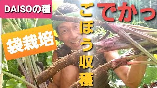 【きみぽん菜園生活/50代vlog＃206】自然栽培/ごぼう収穫/DAISOの種/袋植え