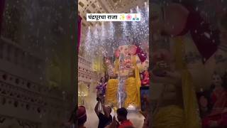 Chandrapur cha Raja 👑🌸💗✨ #ganpatibappamorya #shorts #viralvideo