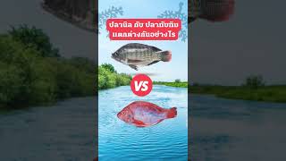 ปลานิลกับปลาทับทิมต่างกันอย่างไร #ปลานิล #ปลาทับทิม