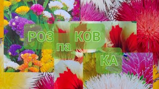 РОЗПАКОВОЧКА НАСІННЯ СУХОЦВІТІВ І ОДНОРІЧНИКІВ#квіти #сухоцвіти #квітник #село