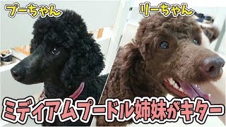 ミディアムプードル姉妹がキター！ 🐶ひみつきちなう！③🐶 2019年9月20日