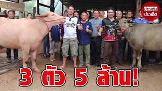 ฮือฮา! เสี่ยคนดังทุ่มเงิน 5 ล้าน ซื้อควายงาม 3 ตัว เผยตรงตามตำราทุกอย่าง