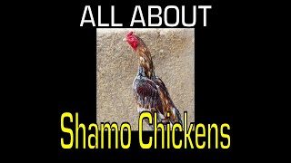 Shamo Chicken - Information