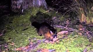 塔斯曼尼亞 刷尾負鼠 Common Brushtail Possum