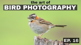 Contrast Reduction Sharpening? The Art of Bird Photography (Episode 16)