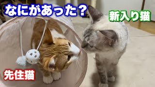 不仲だった先住猫と新入り猫が急に仲良くなりました