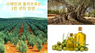 2-3: 세계최대 올리브유 생산국 스페인과 올리브나무는 3천년의 인연,  스페인 안달루시아. 2040년 국가별 기대수명 제1위 건강장수국가 스페인의 비결: 올리브유(?),