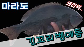 [Fishing]마라도 긴꼬리벵에돔 낚시 다녀왔습니다.