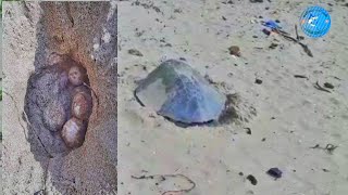 கடல் ஆமை முட்டை இட்டு காட்சி | sea Turtle eggs laying on beach | Mayilai meenavan | Tamil |