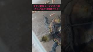 食欲が爆発する亀#ニホンイシガメ#爬虫類 #亀飼育