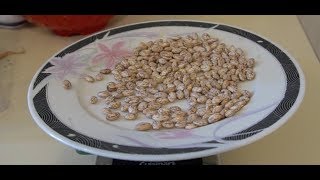 Harvesting Pinto Beans