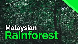 Malaysian Rainforest (Rainforest Case Study) | AQA GCSE 9-1 Geography